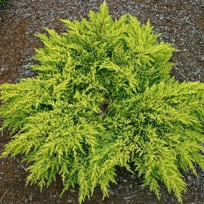 Juniperus chinensis Daub's Frosted