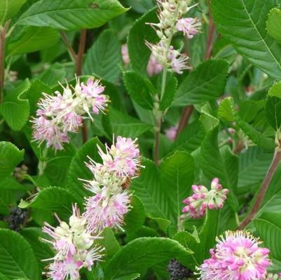 Clethra alnifolia Ruby Spice