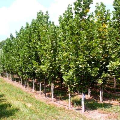 Liriodendron tulipifera Fastigiatum ('Arnold')