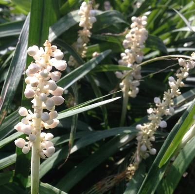 Liriope muscari Monroe's White (Alba)