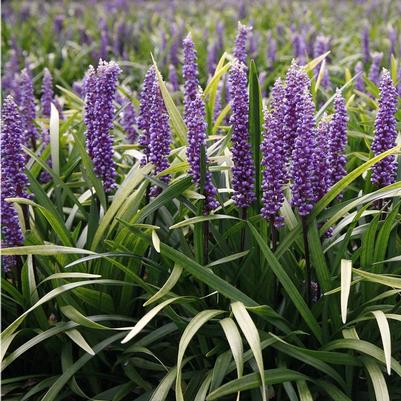 Liriope muscari Purple Explosion™