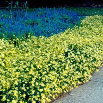 Coreopsis verticillata Moonbeam