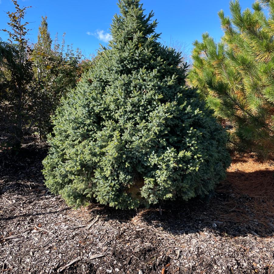 Picea omorika Nana