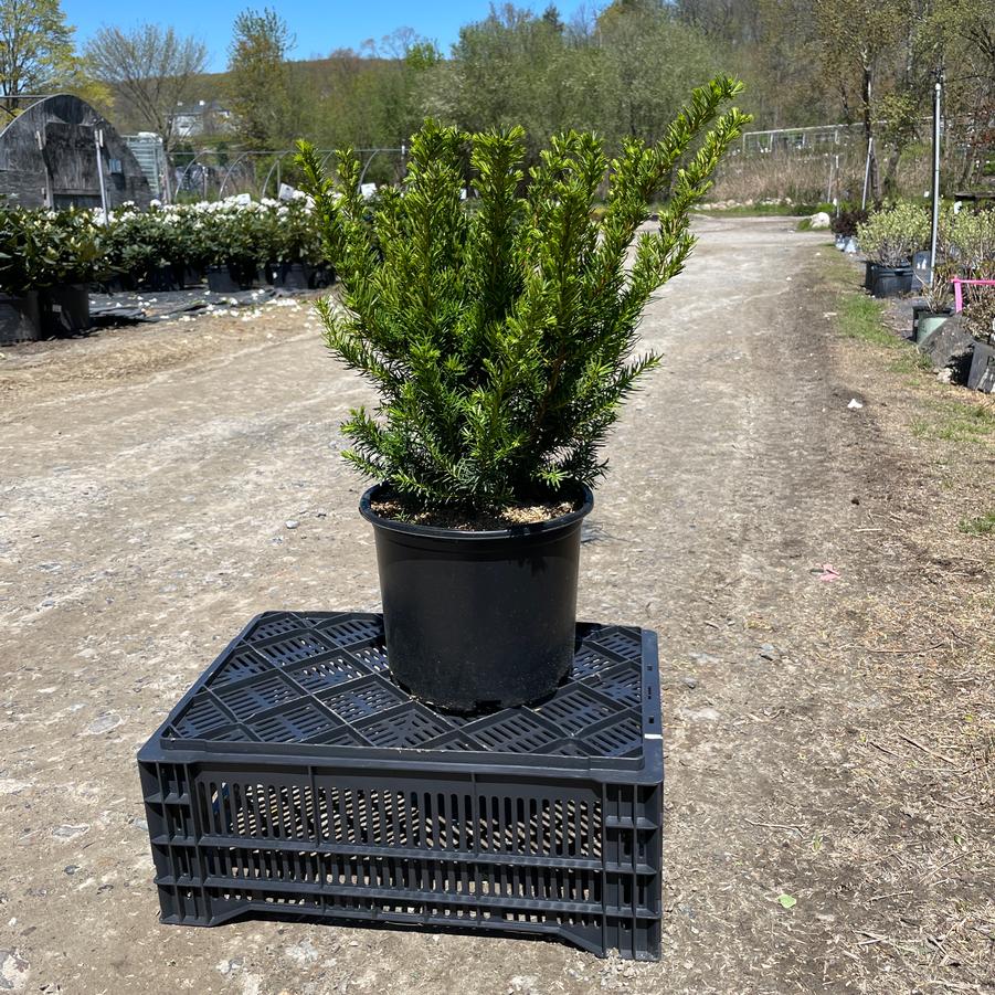 Taxus x media Densiformis