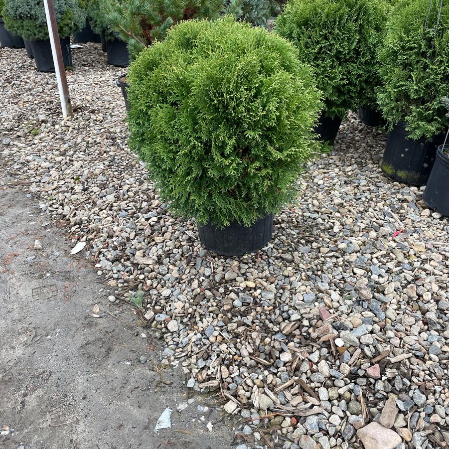 Thuja occidentalis Little Giant