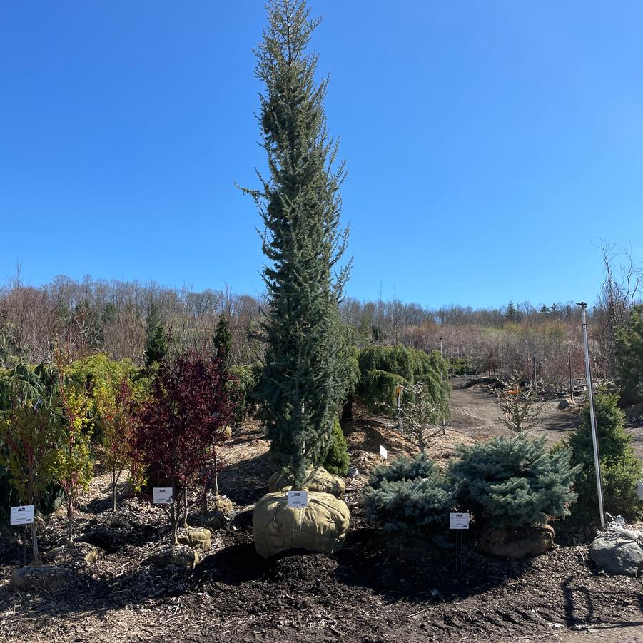 Cedrus atlantica Glauca