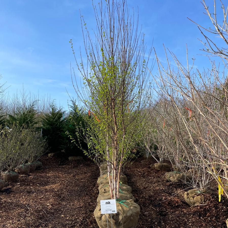 Betula nigra Heritage®