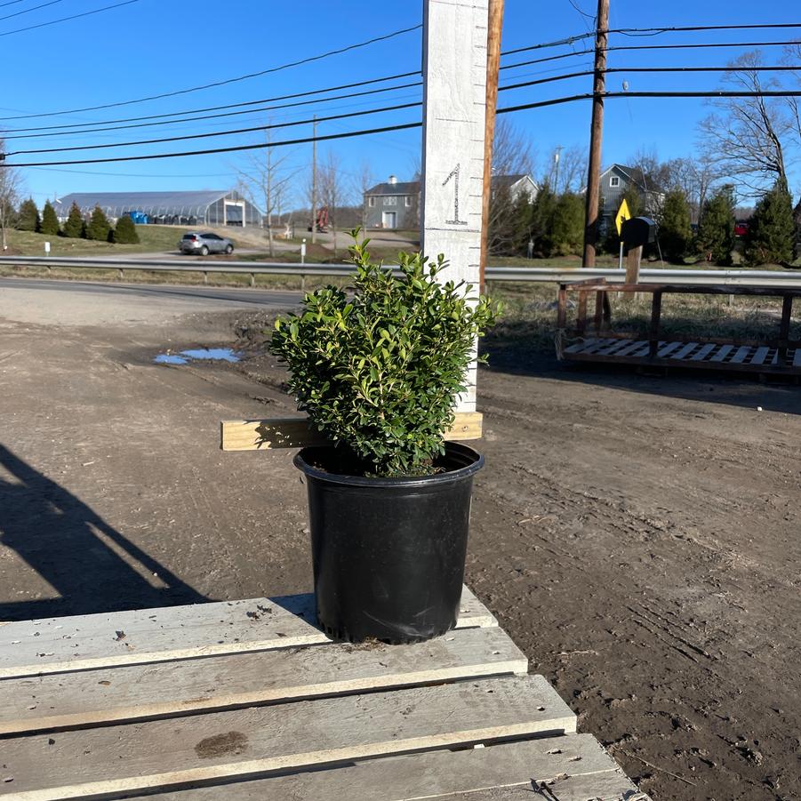 Buxus sinica var. insularis (microphylla) Tide Hill