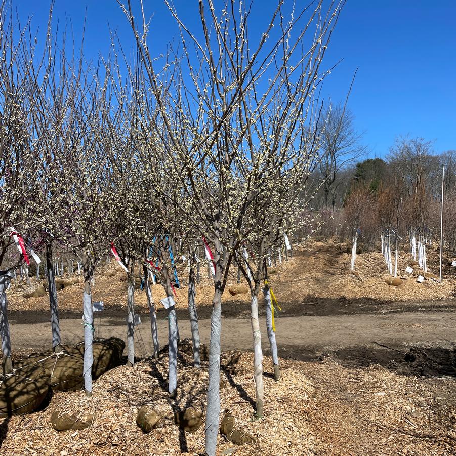 Cercis canadensis Alba