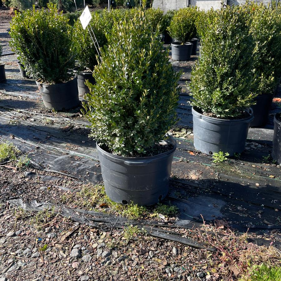 Buxus Green Mountain