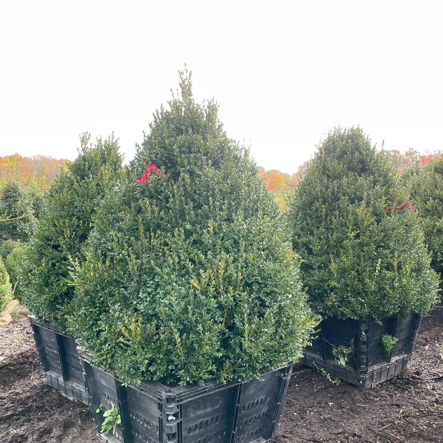 Buxus Green Mountain