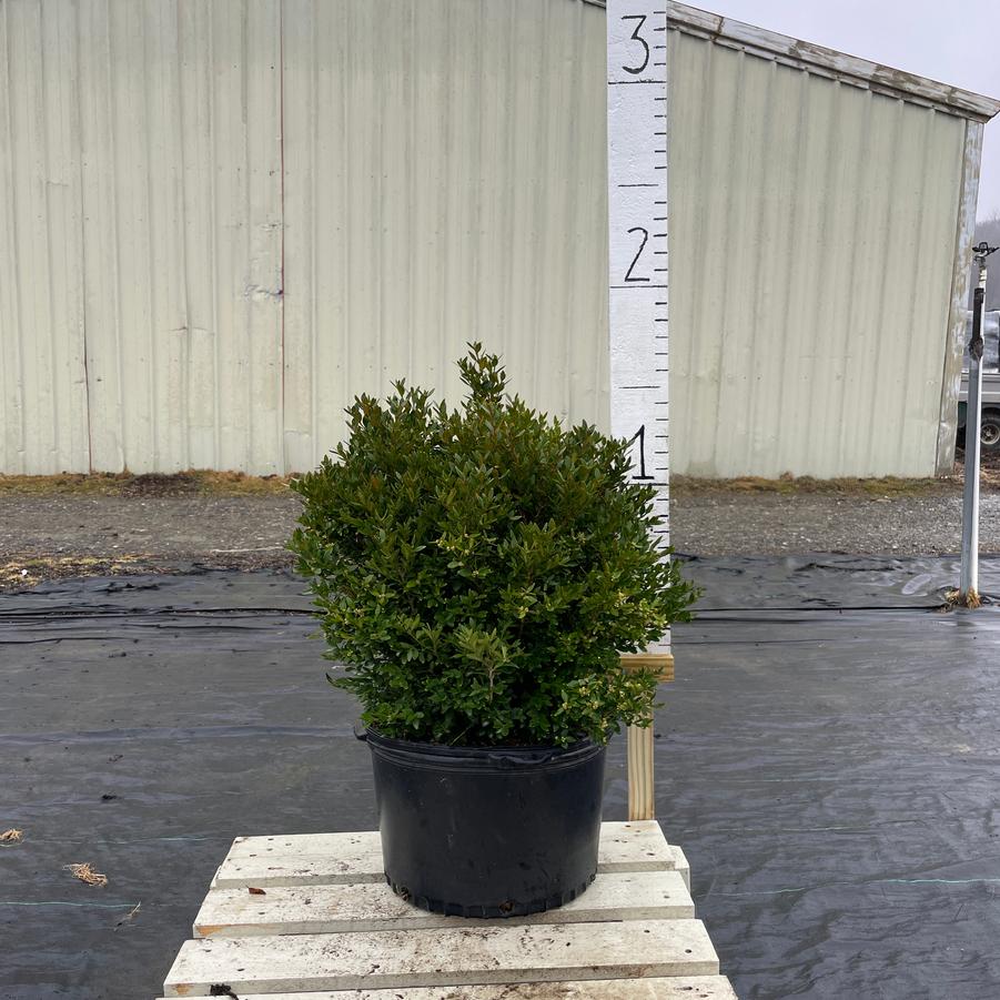 Buxus Green Velvet