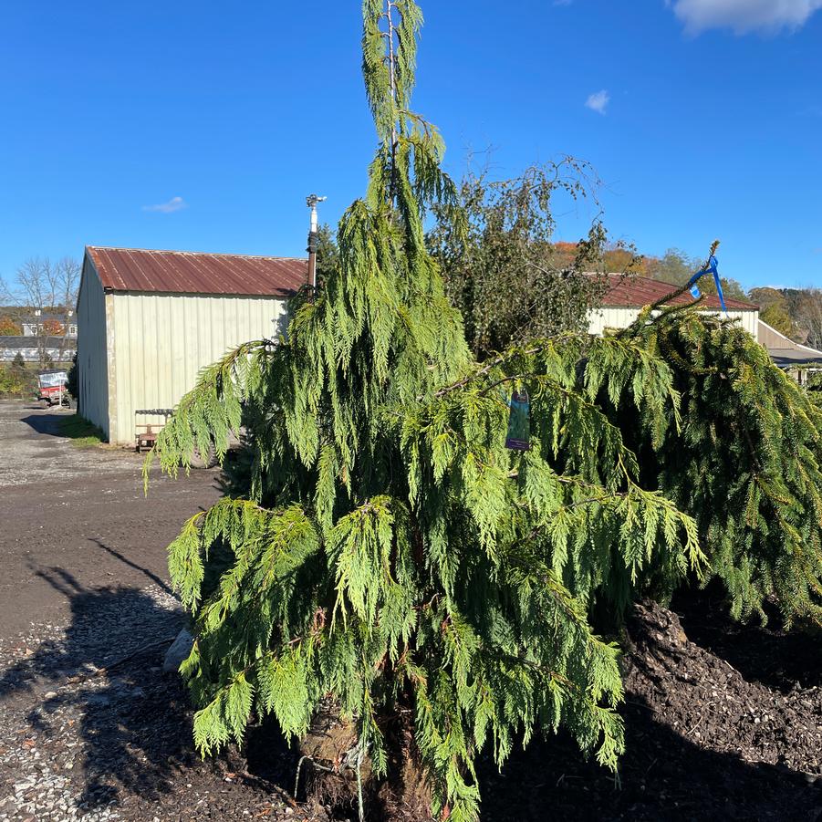 Chamaecyparis nootkatensis Glauca Pendula