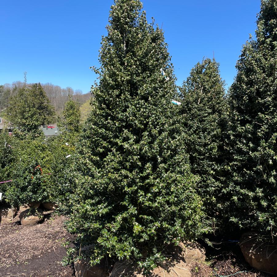 Ilex x aquipernyi Dragon Lady®