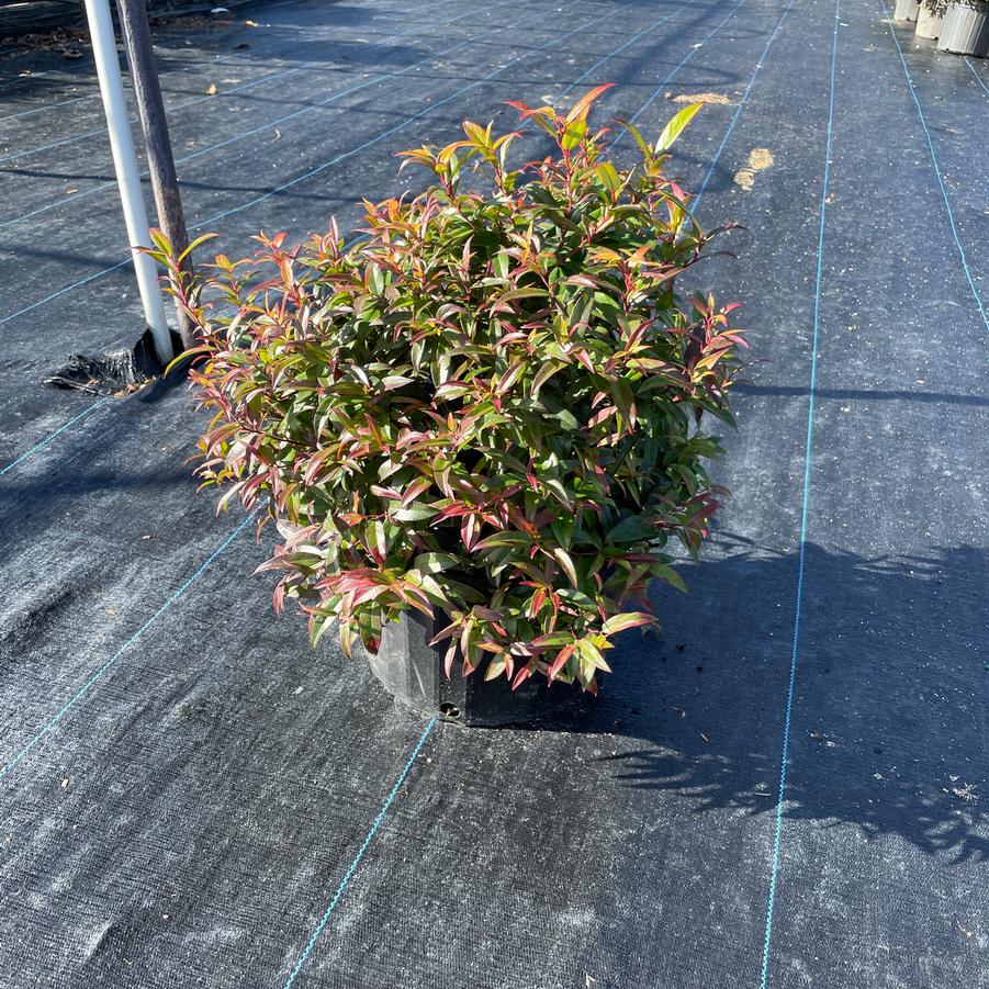 Leucothoe axillaris 