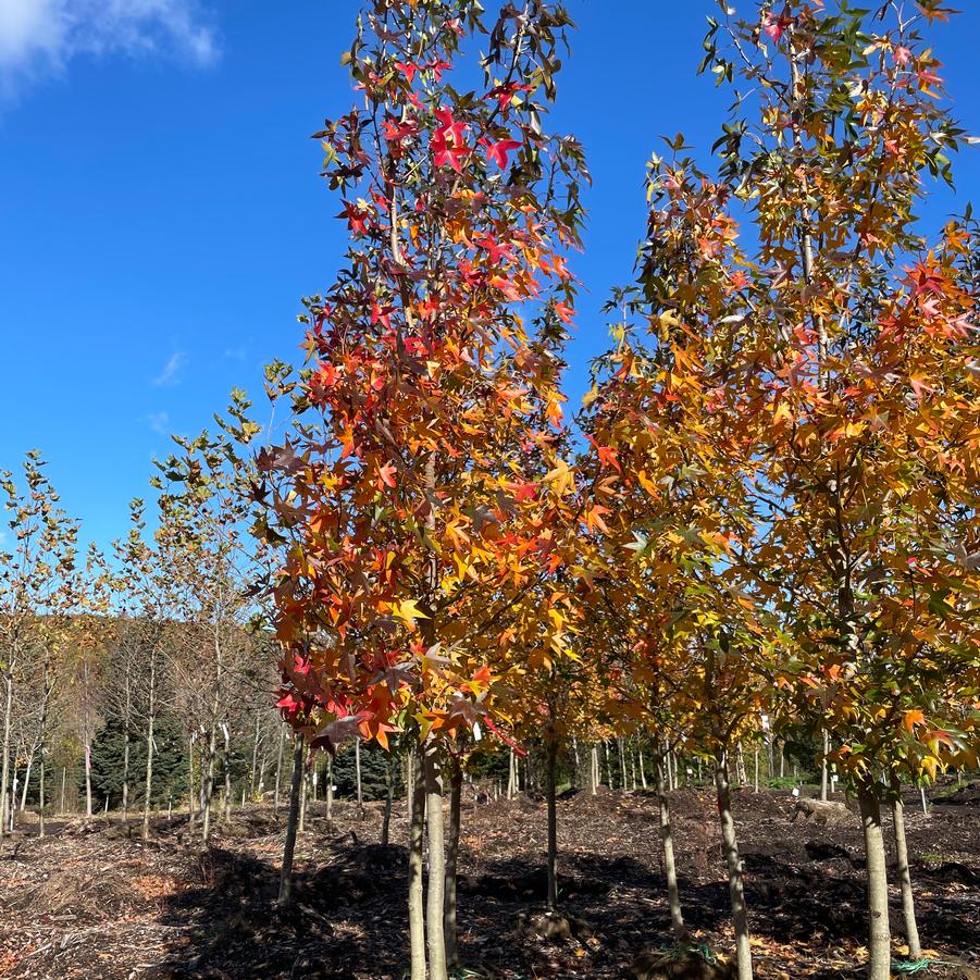 Liquidambar styraciflua Happidaze™