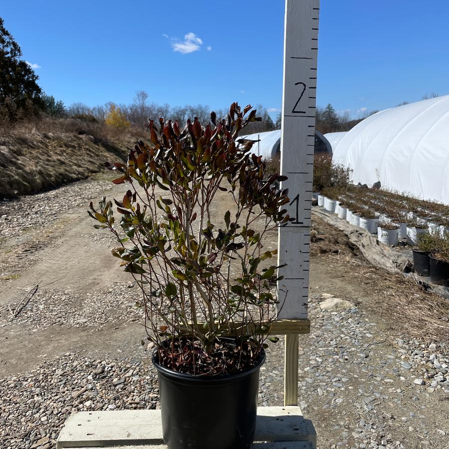 Myrica pensylvanica 
