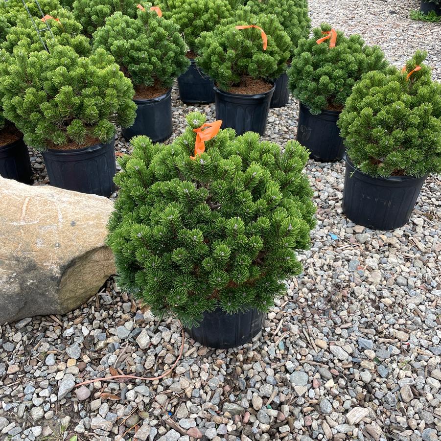 Pinus mugo Sherwood Compact