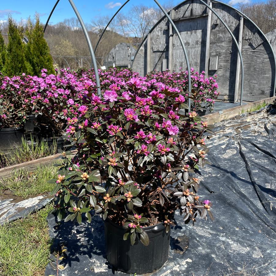 Rhododendron P.J.M. 