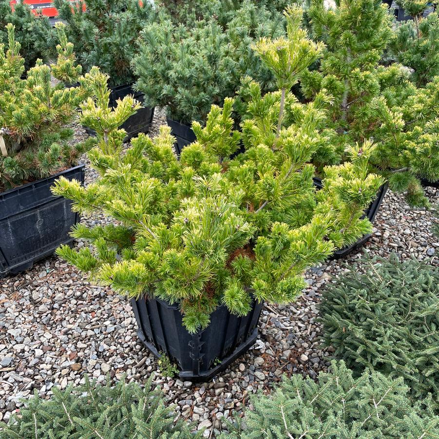 Pinus parviflora Goldilocks