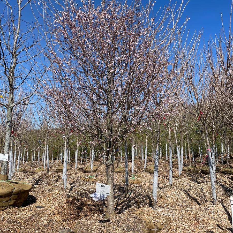 Prunus subhirtella Autumnalis