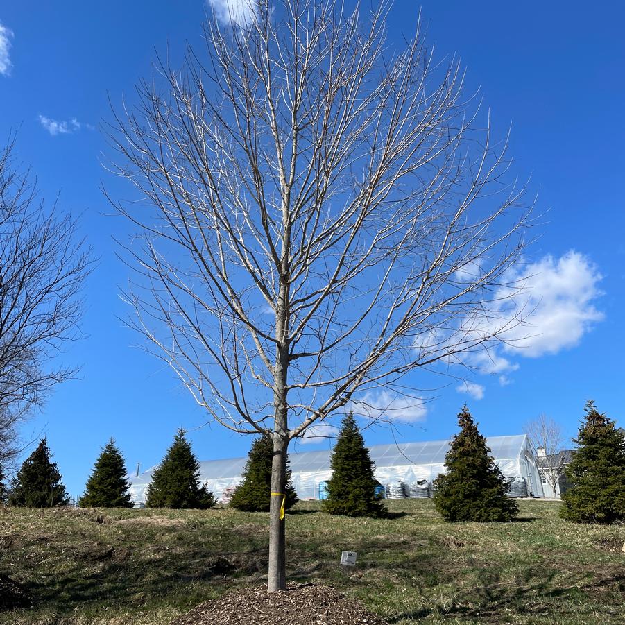 Acer saccharum Green Mountain