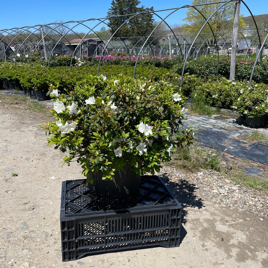 Azalea Delaware Valley White