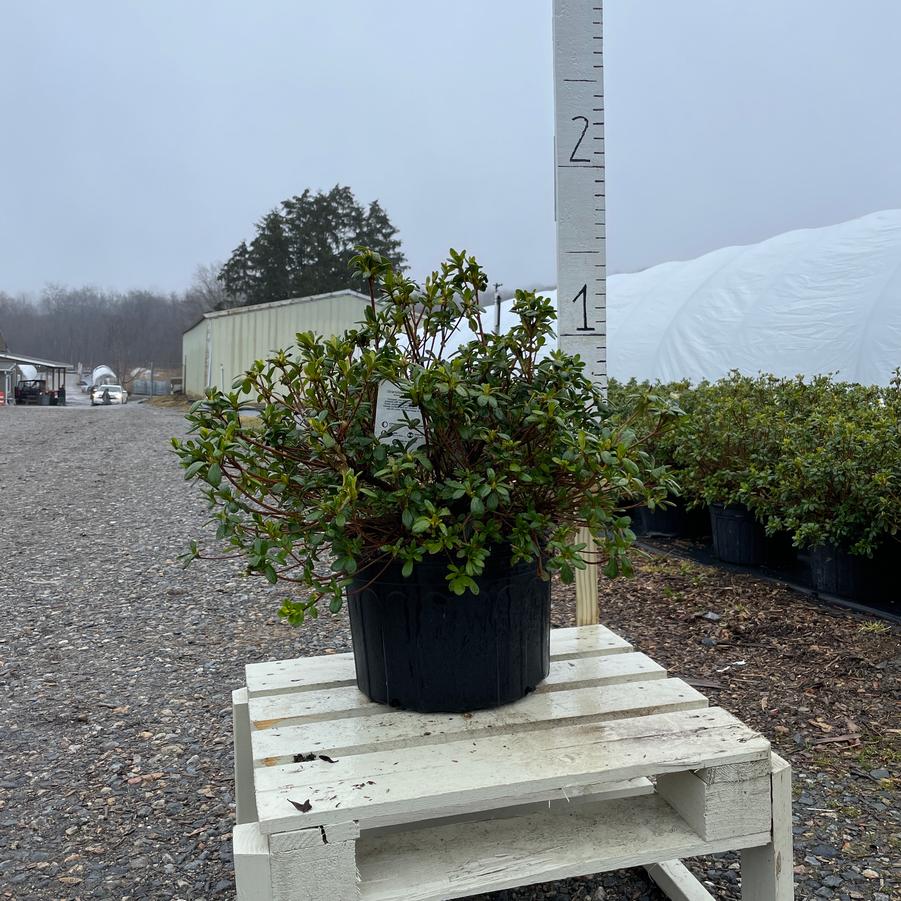 Azalea Girard hybrid Girard's Pleasant White