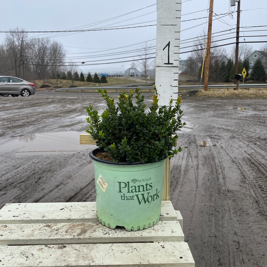 Buxus microphylla Little Missy