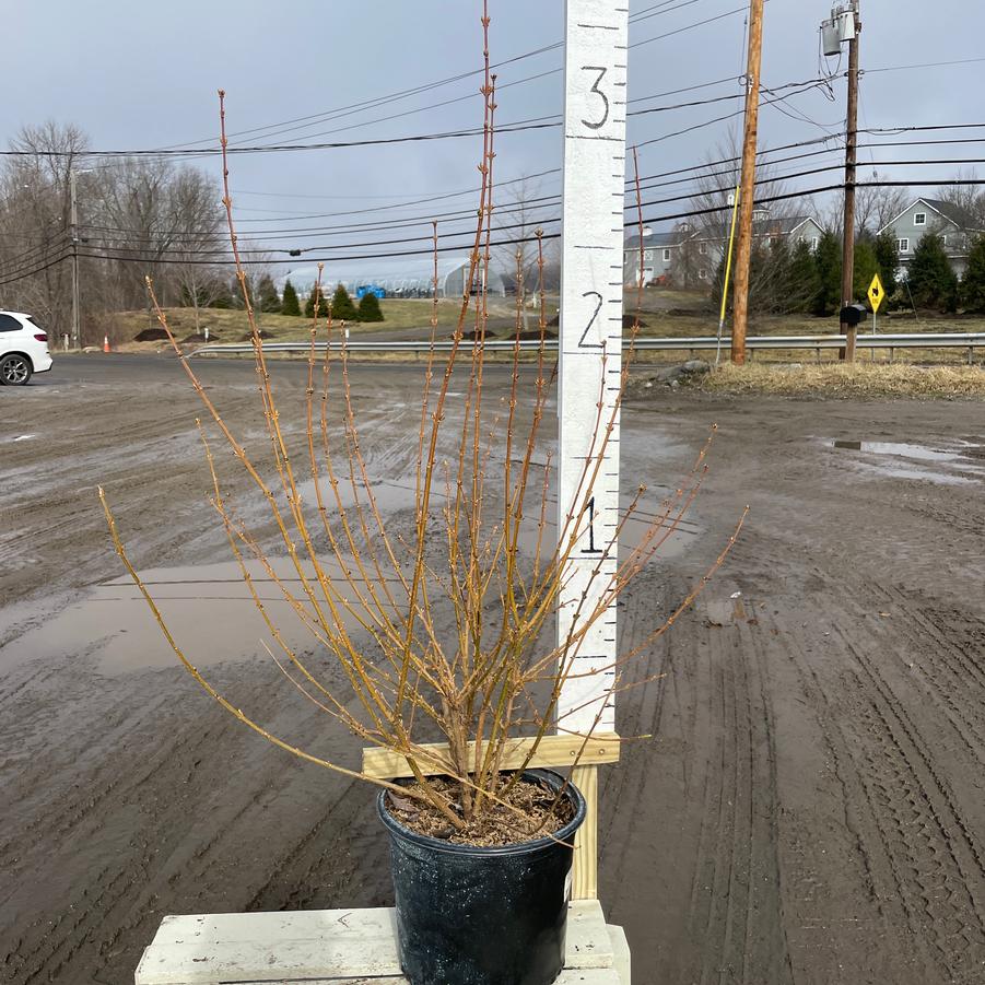 Forsythia x intermedia Lynwood