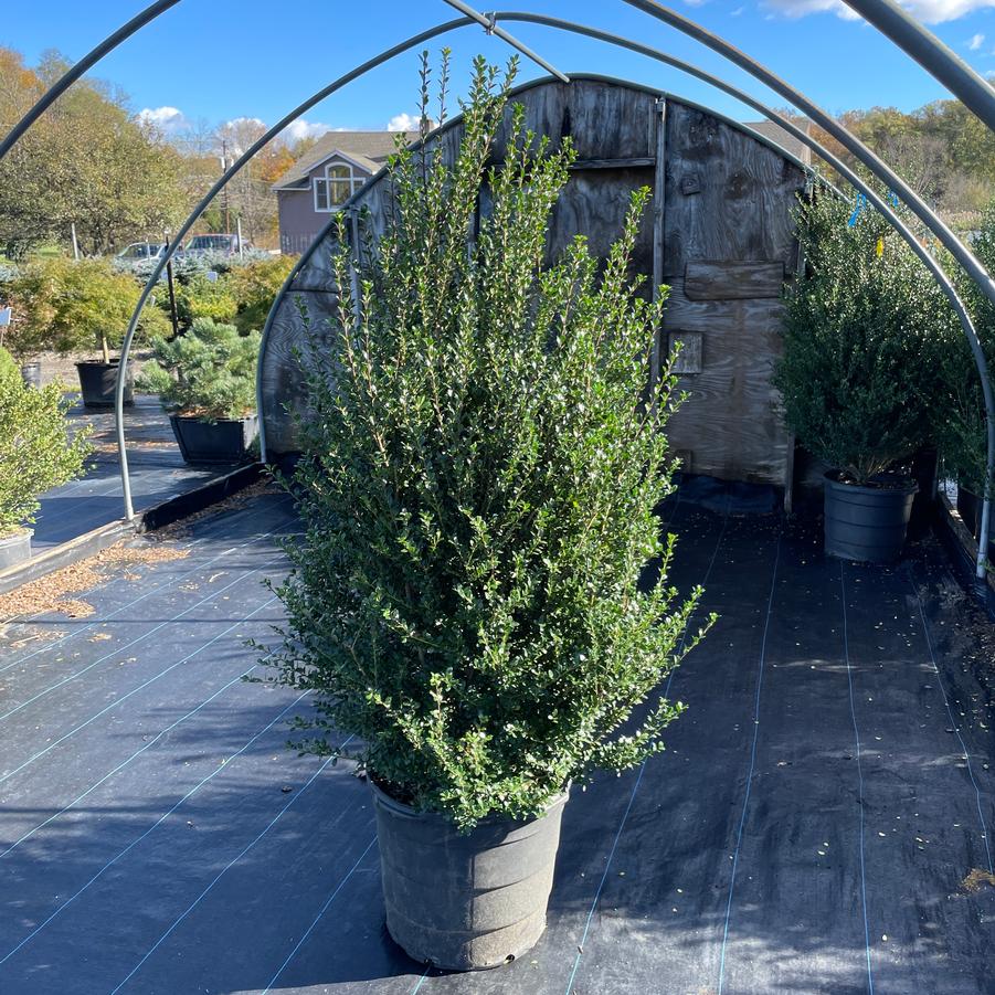 Ilex crenata Steeds