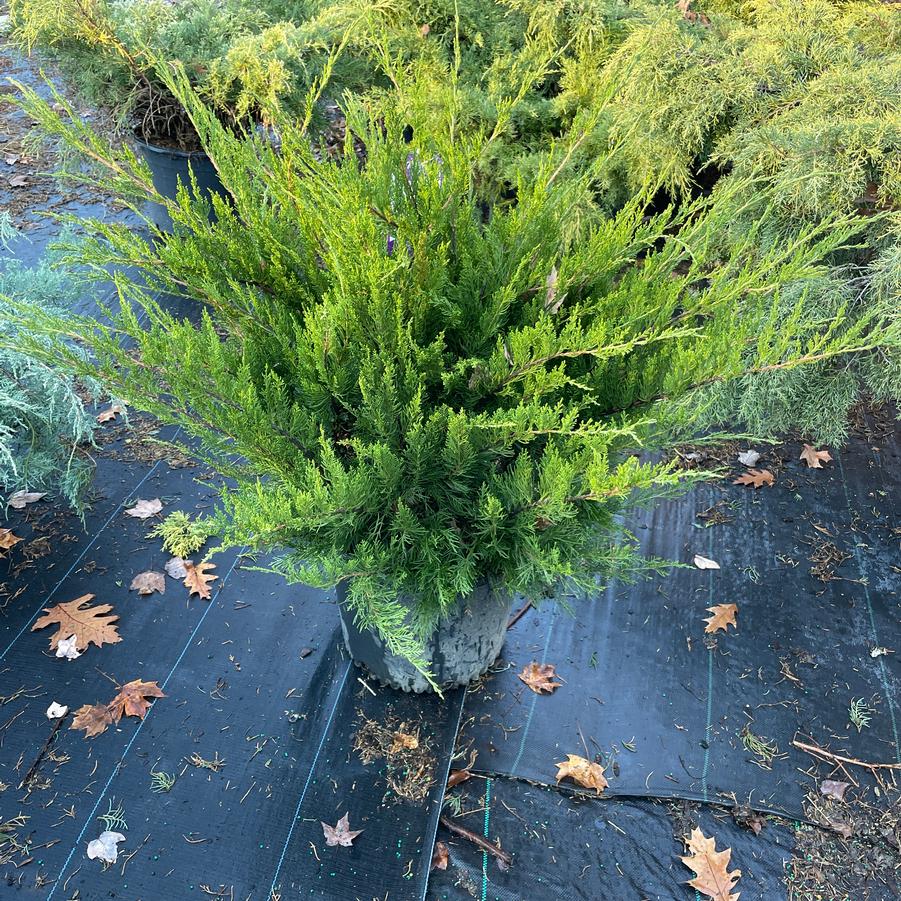 Juniperus chinensis Sea Green