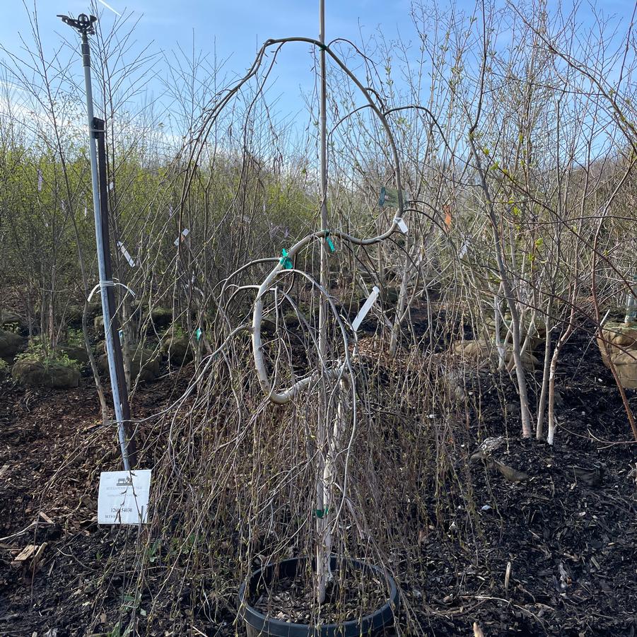 Betula pendula Youngii