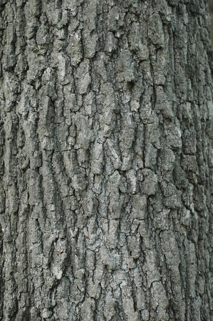 Quercus velutina 