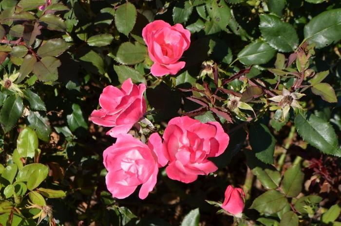 Rosa Knock Out® Pink
