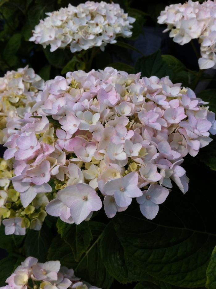Hydrangea macrophylla Endless Summer Blushing Bride