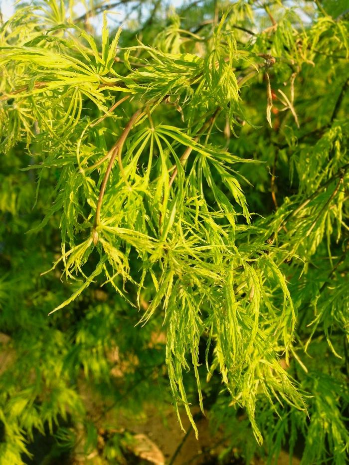 Acer palmatum var. dissectum Viridis