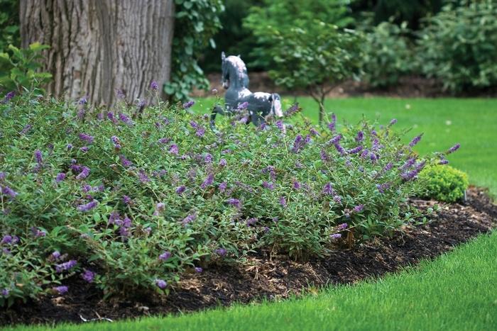 Buddleia Lo & Behold® Blue Chip