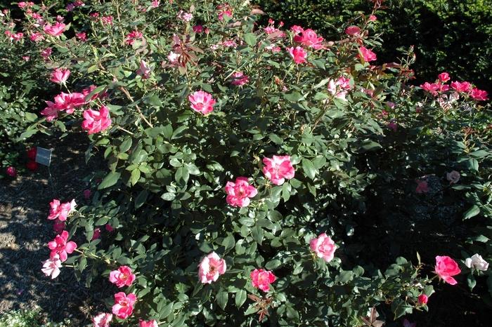 Rosa Knock Out® Pink
