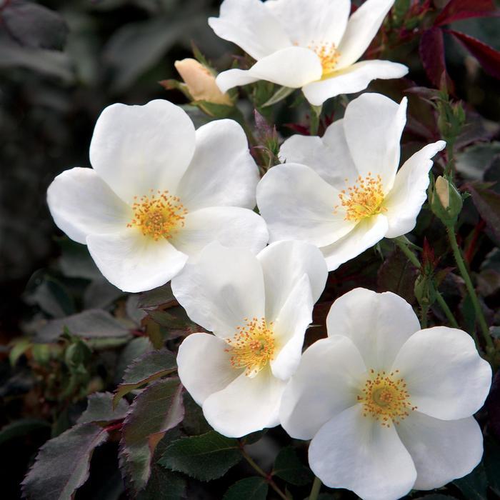 Rosa Knock Out® White