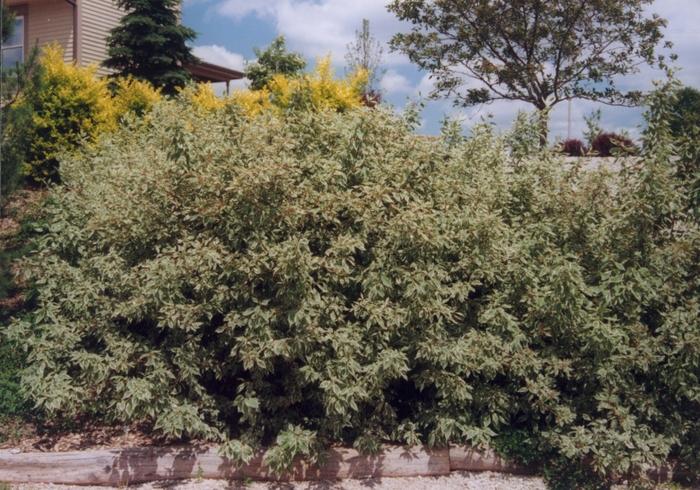 Cornus alba Argenteo-marginata