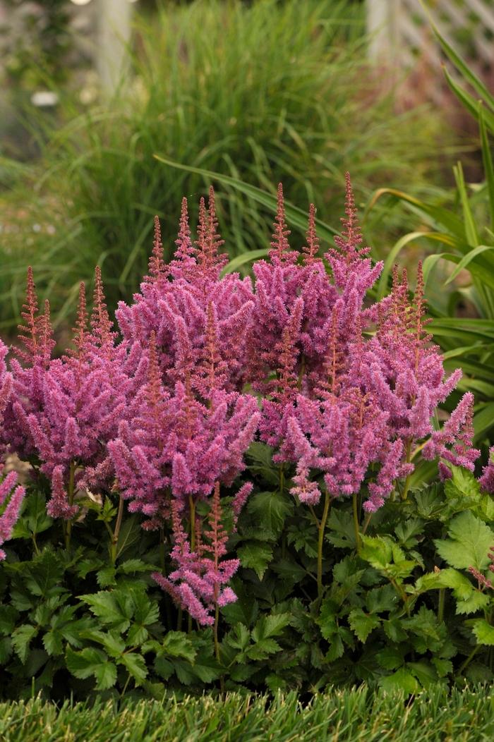 Astilbe chinensis Visions